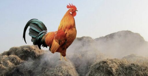 Le coq gaulois